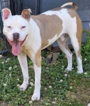 American Staffordshire Terrier and American Bulldog Dogs Available for Adoption in Brewster, New York - Rip | PetCurious