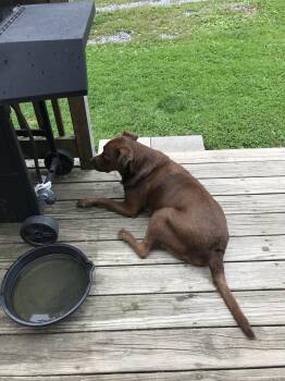 Opie (courtesy post) -  Labrador Retriever Dog for Adoption in Conesus, New York - Opie (courtesy Post) | PetCurious