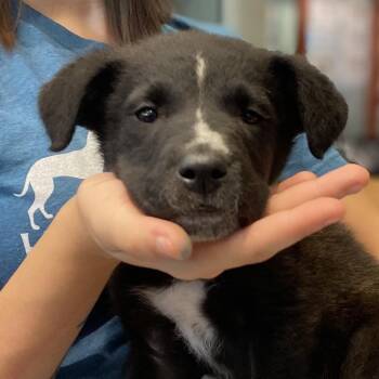 Mixed Breed Dogs Available for Adoption in Asheville, North Carolina - Fluff | PetCurious
