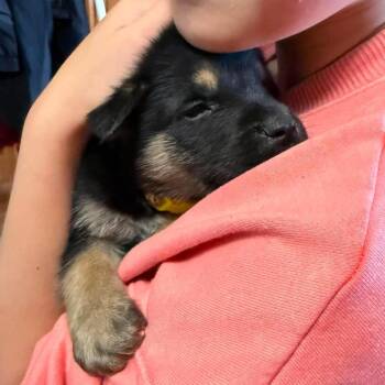 Hickory -  Shepherd Dog for Adoption in Brainerd, Minnesota - Hickory | PetCurious