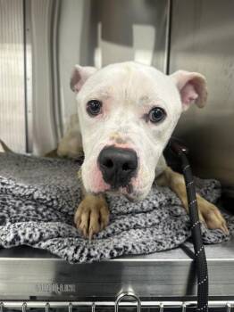 Pit Bull Terrier Dogs Available for Adoption in Indianapolis, Indiana - JIMI | PetCurious