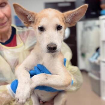 Odell -  Shepherd and Mixed Breed Dog for Adoption in Briarcliff Manor, New York - Odell | PetCurious