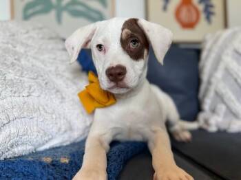 Pit Bull Terrier and Labrador Retriever Dogs Available for Adoption - Liam Sweetpea | PetCurious