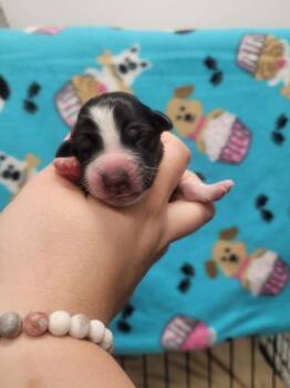 Cinderella -  Labrador Retriever and Border Collie Dog for Adoption in Republic, Missouri - Cinderella | PetCurious