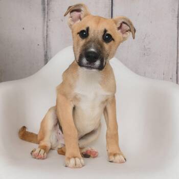 Dr. Pepper -  Shepherd Dog for Adoption in Greensburg, Pennsylvania - Dr. Pepper | PetCurious