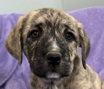 Boxer and American Foxhound Dogs Available for Adoption - Opal Gem | PetCurious