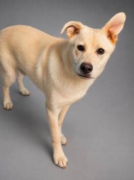 Kujo -  Great Pyrenees and Shepherd Dog for Adoption in Bowling Green, Kentucky - Kujo | PetCurious