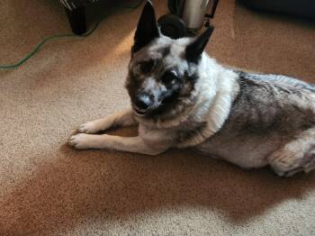 Piper -  Norwegian Elkhound Dog for Adoption in White Oak, Pennsylvania - Piper | PetCurious
