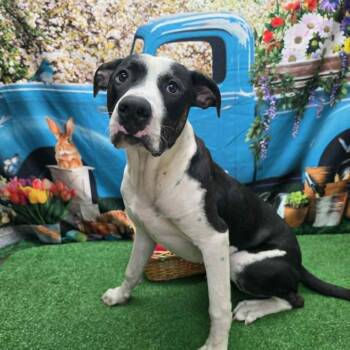 Mickey -  Pit Bull Terrier Dog for Adoption in Statesboro, Georgia - Mickey | PetCurious