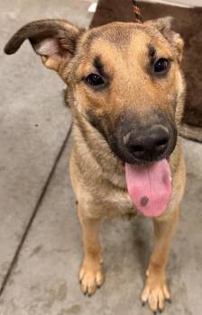 Noodle -  German Shepherd Dog Dog for Adoption in Redmond, Oregon - Noodle | PetCurious
