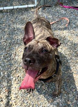 Tigris -  Terrier and American Staffordshire Terrier Dog for Adoption in Sayreville, New Jersey - Tigris | PetCurious