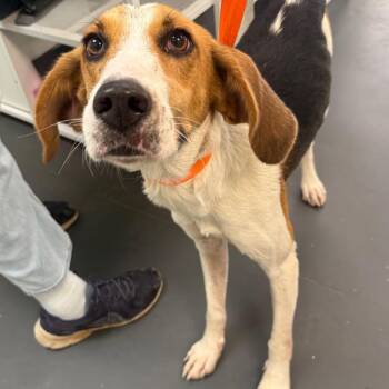 Skunk -  Hound Dog for Adoption in Troy, Virginia - Skunk | PetCurious
