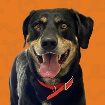 Rescue Bluetick Coonhound and Husky Dogs for Adoption in Reno, Nevada - Gunner | PetCurious