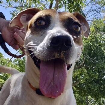 Queen -  Mixed Breed Dog for Adoption in North Vancouver, British Columbia - Queen | PetCurious