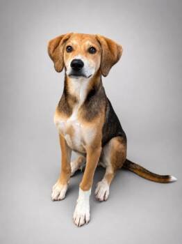Mo -  Hound and Mixed Breed Dog for Adoption in Bridgewater, New Jersey - Mo | PetCurious