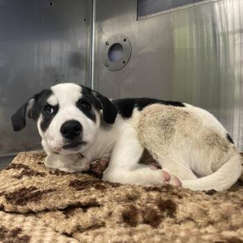 Rocky -  Border Collie and Mixed Breed Dog for Adoption in Spokane, Washington - Rocky | PetCurious