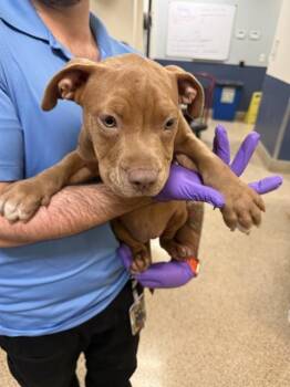 KELS -  American Bulldog Dog for Adoption in Doral, Florida - KELS | PetCurious