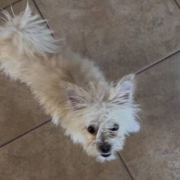 Phyllis Diller -  Maltese and Chihuahua Dog for Adoption in Las Vegas, Nevada - Phyllis Diller | PetCurious