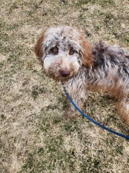 Poodle Dogs Available for Adoption in Vaudreuil-dorion, Quebec - Sapphire | PetCurious