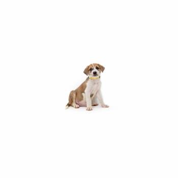 Manning -  Mixed Breed Dog for Adoption in Los Angeles, California - Manning | PetCurious