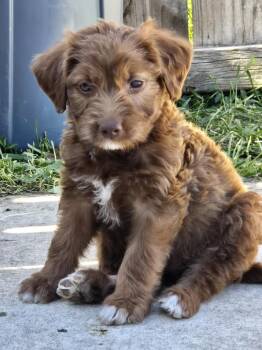 Cinnamon Twist -  Mixed Breed and Labradoodle Dog for Adoption in Union Grove, Wisconsin - Cinnamon Twist | PetCurious