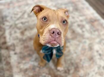 American Staffordshire Terrier and English Bulldog Dogs Available for Adoption - Dobby Brick House Cuddle Bug | PetCurious