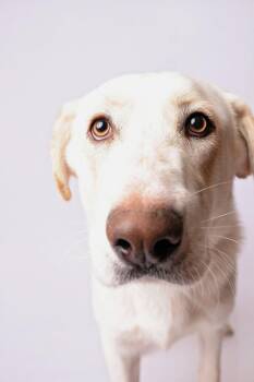 Golden Retriever and Great Pyrenees Dogs Available for Adoption in Nashville, Tennessee - Otis | PetCurious