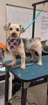 Lassie -  Yorkshire Terrier Dog for Adoption in Breinigsville, Pennsylvania - Lassie | PetCurious