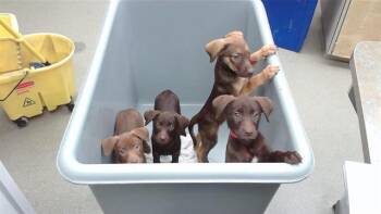 DARK CHOCOLATE -  Labrador Retriever and Mixed Breed Dog for Adoption in Omaha, Nebraska - DARK CHOCOLATE | PetCurious