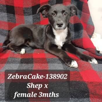 Rescue Shepherd Dogs for Adoption in New Tazewell, Tennessee - Zebra Cake | PetCurious