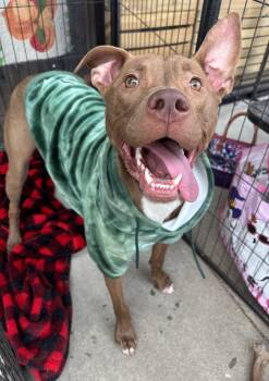NOLAN -  Terrier Dog for Adoption in Southaven, Mississippi - NOLAN | PetCurious