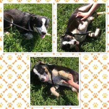 SONNY -  Border Collie and Husky Dog for Adoption in Buckhannon, West Virginia - SONNY | PetCurious