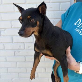 Rescue Miniature Pinscher Dogs for Adoption in Northbrook, Illinois - Galina | PetCurious