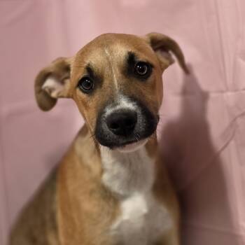 Rescue Mixed Breed Dogs for Adoption in West Point, Mississippi - Val | PetCurious