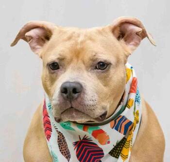 Terrier Dogs Available for Adoption in Sanford, Florida - Ara | PetCurious