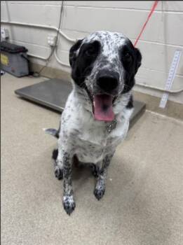 MAZE -  Australian Cattle Dog Blue Heeler and Mixed Breed Dog for Adoption in Grand Prairie, Texas - MAZE | PetCurious