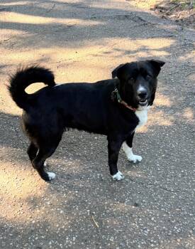 Border Collie Dogs Available for Adoption in Fosters, Alabama - BUSTER | PetCurious