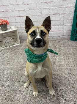 Jack White -  Mixed Breed Dog for Adoption in Detroit, Michigan - Jack White | PetCurious