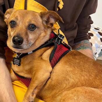 Dachshund and Chihuahua Dogs Available for Adoption - Buzzy Beetle 13848 | PetCurious