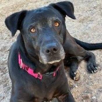 Ariel -  Black Labrador Retriever and Mixed Breed Dog for Adoption in Bernalillo, New Mexico - Ariel | PetCurious