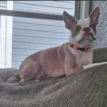 Dax D69321** -  Boston Terrier Dog for Adoption in Minnetonka, Minnesota - Dax D69321** | PetCurious