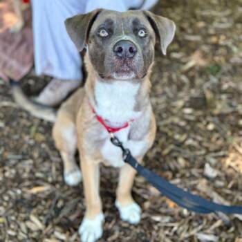 Thor -  Labrador Retriever and Black Mouth Cur Dog for Adoption in Bloomfield, Connecticut - Thor | PetCurious
