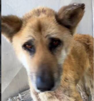 Ollie -  German Shepherd Dog Dog Available for Adoption in Frazier Park, California - Ollie | PetCurious