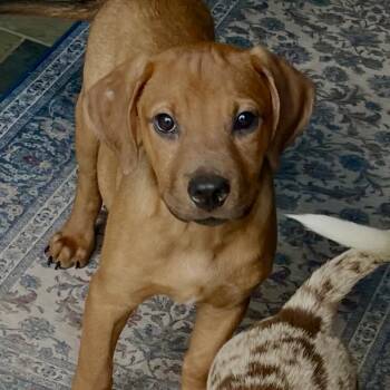 Moses -  Vizsla and Boxer Dog for Adoption - Moses | PetCurious
