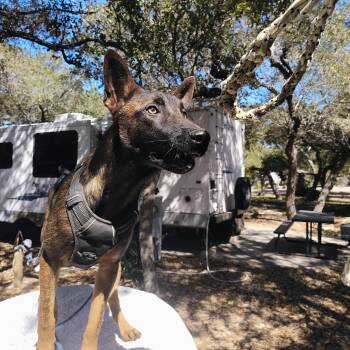 Belgian Shepherd Malinois Dogs Available for Adoption in Plano, Texas - Bear | PetCurious