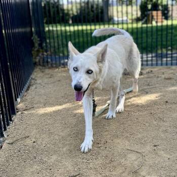 Sky - ECAS -  Siberian Husky and German Shepherd Dog Dog for Adoption in Pleasanton, California - Sky - ECAS | PetCurious