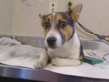 Chihuahua and Border Collie Dogs Available for Adoption in Sacramento, California - BUGSY | PetCurious