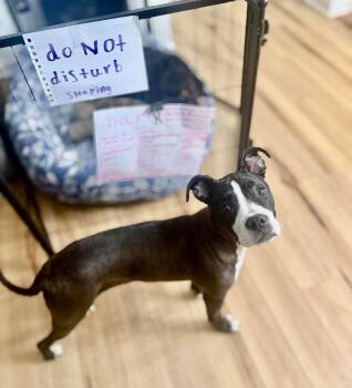 Boxer and Pit Bull Terrier Dogs Available for Adoption - Vienna | PetCurious