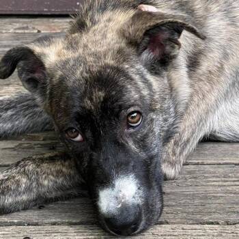 Julie -  Pit Bull Terrier and Hound Dog for Adoption in Wappingers Falls, New York - Julie | PetCurious