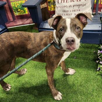 Toby LW -  Cattle Dog and Pit Bull Terrier Dog for Adoption in Austin, Texas - Toby LW | PetCurious